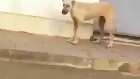 dog dance