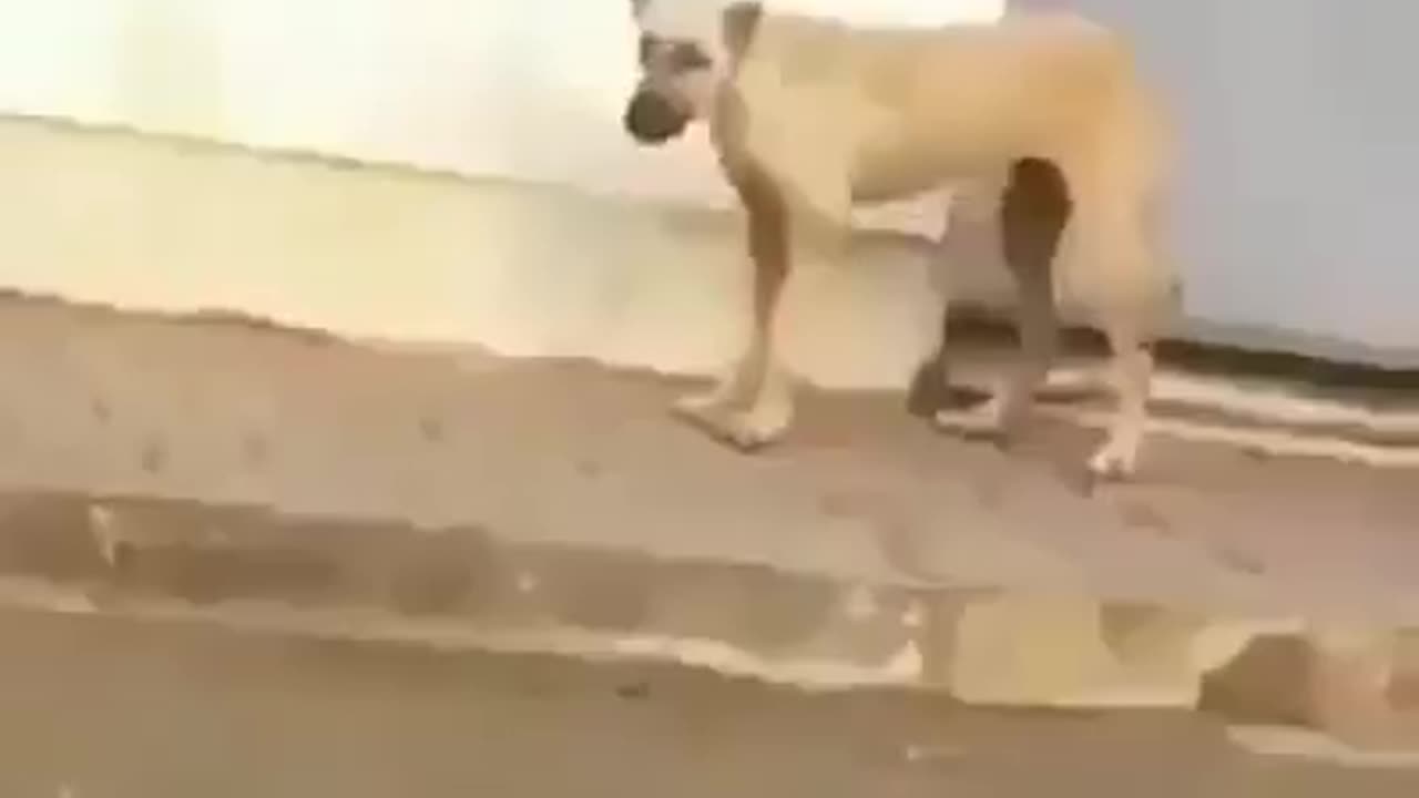 dog dance