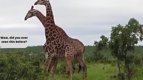 Giraffe Fighting with their necks, never seen that before!!!