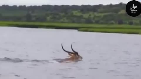 Deer survival from crocodile