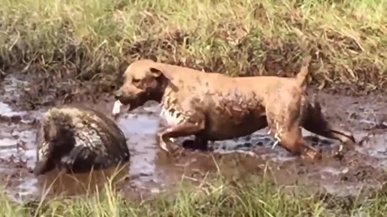 Porcupine Too Aggressive! Defeat Lion, Pitbull, Leopard - Most Amazing Moments Of Midnight Battles-6