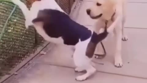 Cats, dogs and 🤣👍other animals Funny video 😆😒