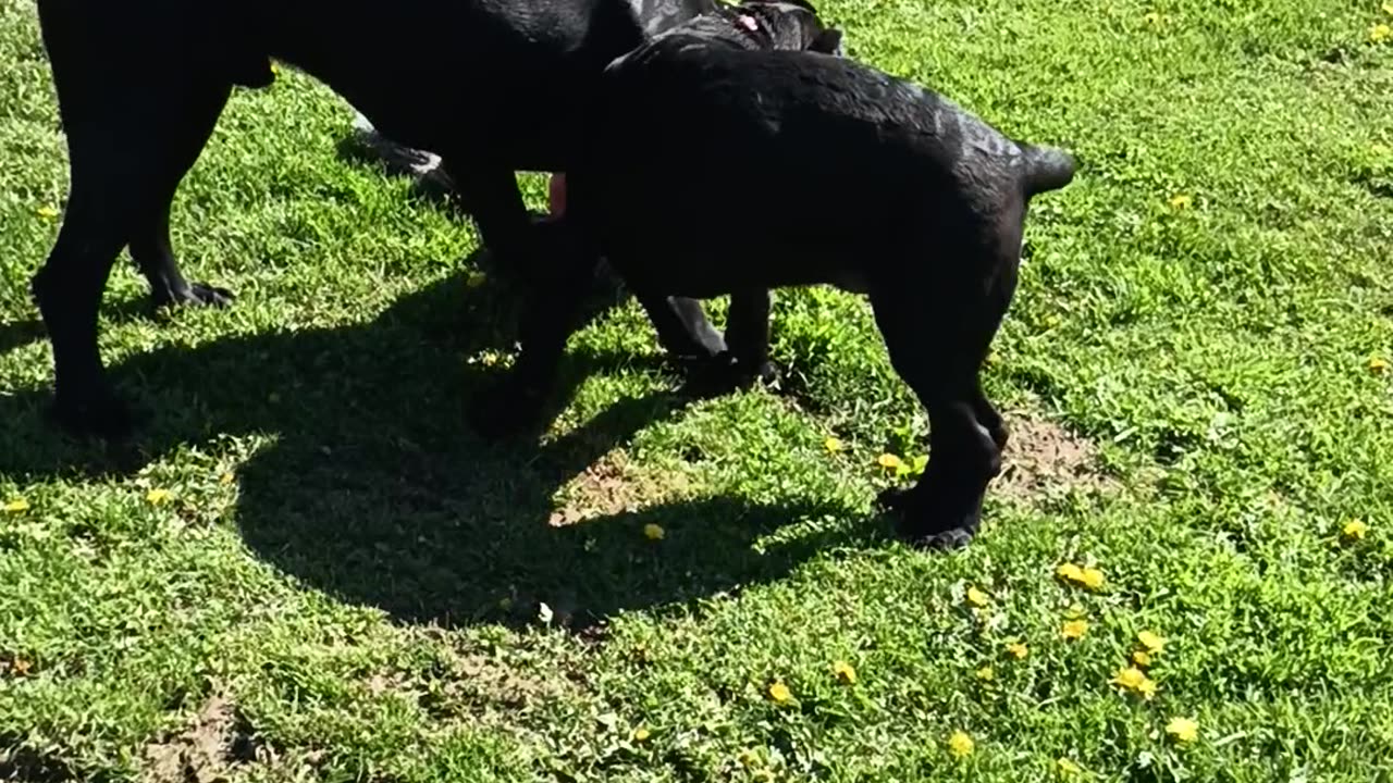 Cane Corso puppy and Adolescent playing Warhammer Cane Corso