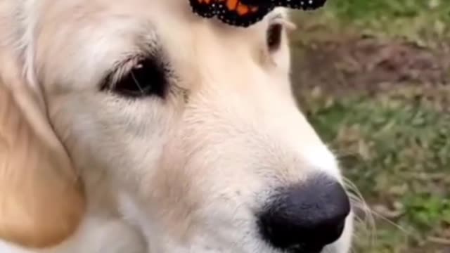 A butterfly lands on the dog's head, and the image is warm