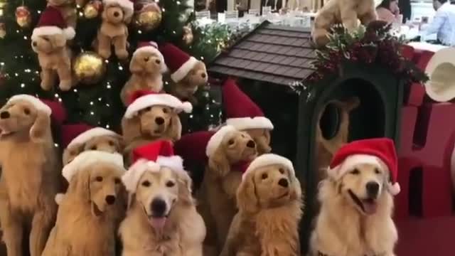 Dogs celebrate Christmas😂😂🥳💥How many real cute dog you see?❤️💖