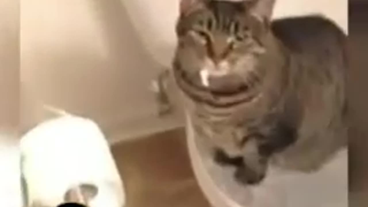 Best Funny Animal Videos 2023 πΊπ€£π #shorts #viralshorts #youtubeshorts #dog #cat #funny #cuts #pets
