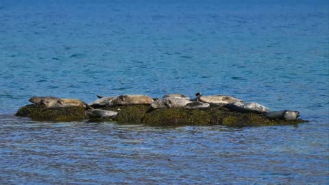 The innocent seals playing around the ocean