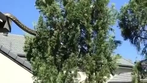 😱😱😱 Massive python climbs between trees in Queensland, Australia