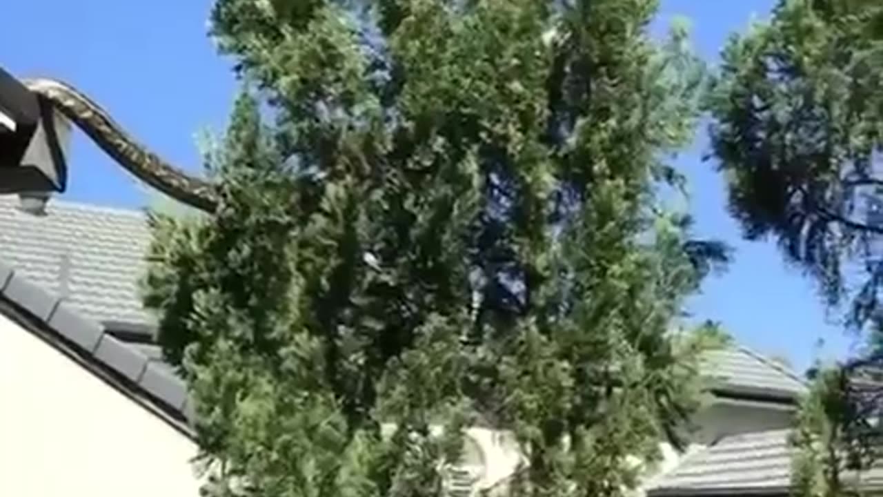 😱😱😱 Massive python climbs between trees in Queensland, Australia