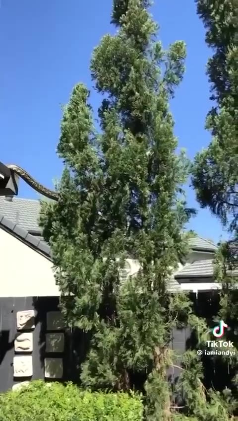 😱😱😱 Massive python climbs between trees in Queensland, Australia