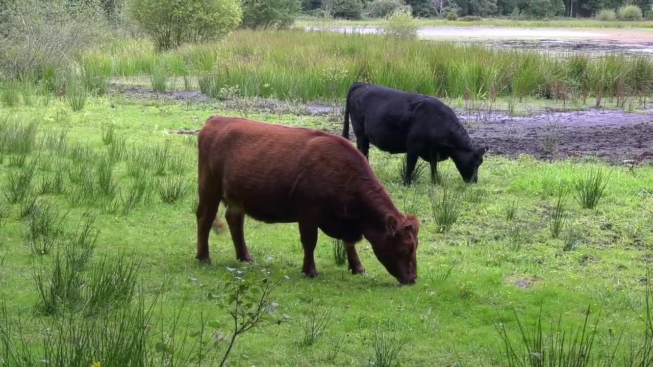 Cows Cattle Bullocks Agriculture Farm Animal