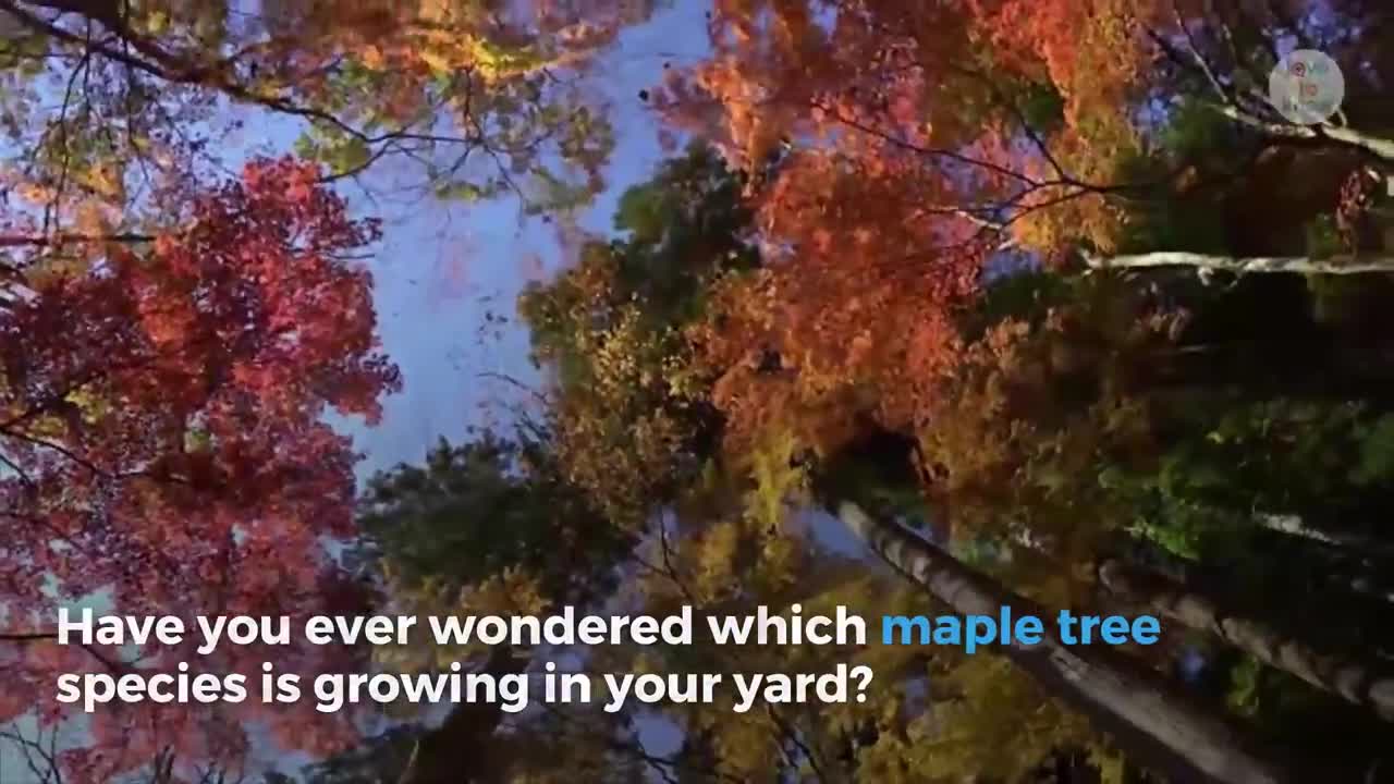 How To Identify Maple Tree Varieties