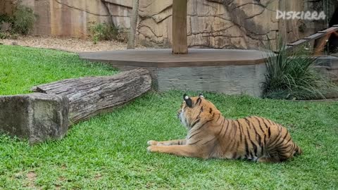 Tiger vs Snake