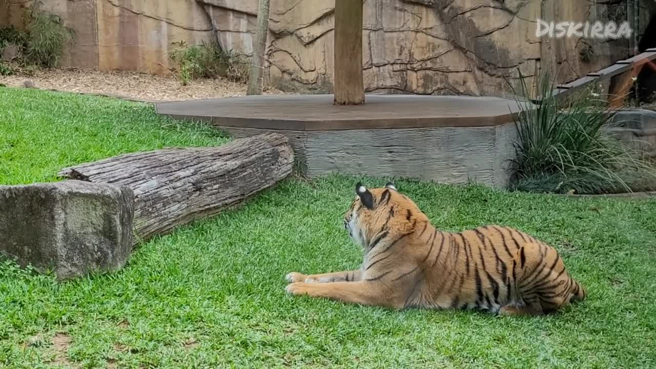 Tiger vs Snake