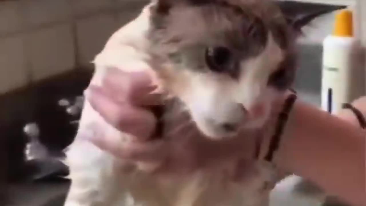 Watch These Disgruntled Cats Get the Most Unusual Beauty Treatment!