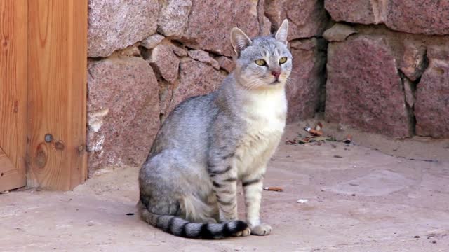 Egyptian cat video stock footage