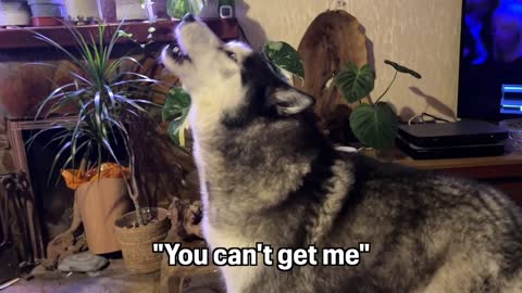 This Husky Does the Weirdest Things!