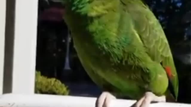 Talking parrot🦜 with different voice copy skill