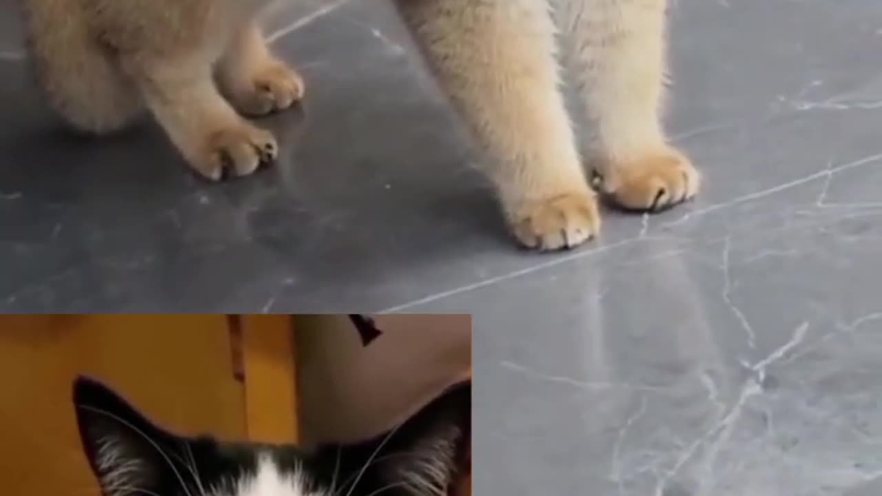 So cute cat meow meow #cats #cat #kitten #funny #animals #cutecat #catstory