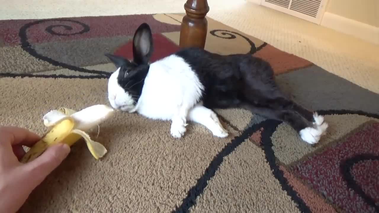 Sleeping rabbit wakes up at the sound of a banana