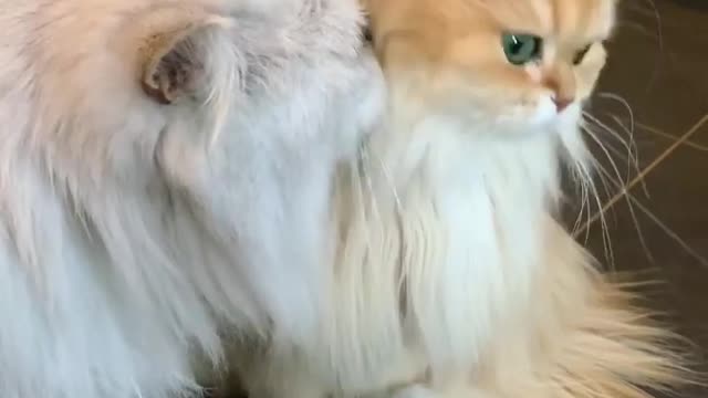 Cat funny video