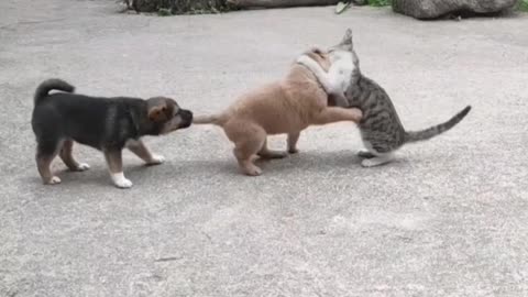 Cat Dog funny video