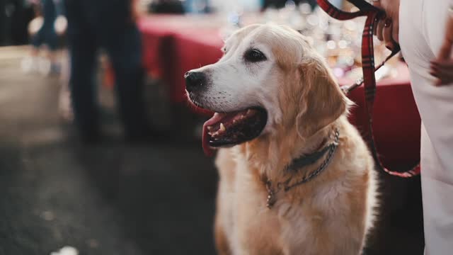 Nice dog 🐕 videos