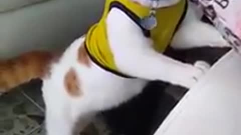 cat speak with mean