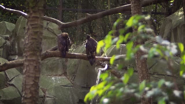 Two eagles on the tree