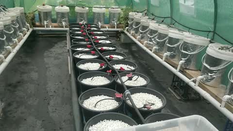 Greenhouse 1 Full Revamp & #2 Black Krim Crop Planting