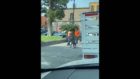 Street Dogs Protect Street Man From Street Thug