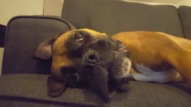 Boxer dog having a meltdown