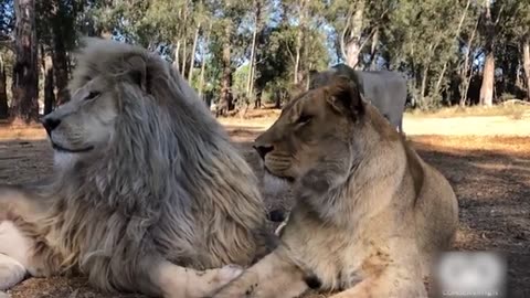 Expression of Lion After Mating 100 Times a day