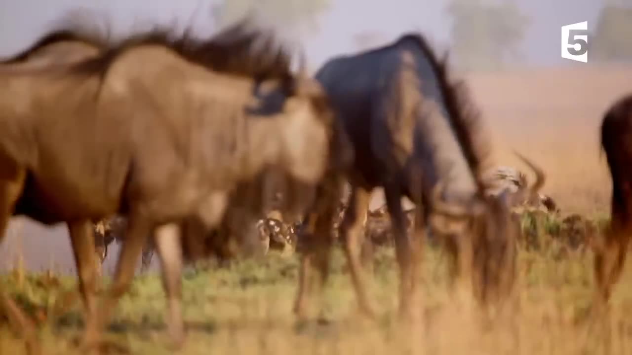 Wild dogs vs wild bull