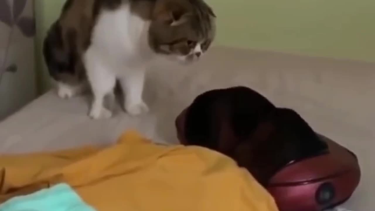 Funny cat videos