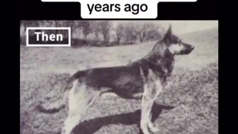 Dogs then vs now