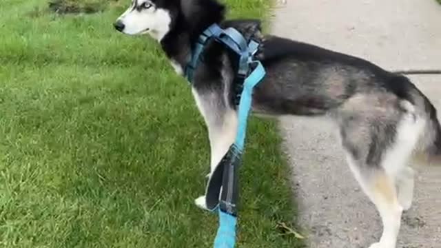 Husky Stops in His Tracks When he Spots Halloween Decoration