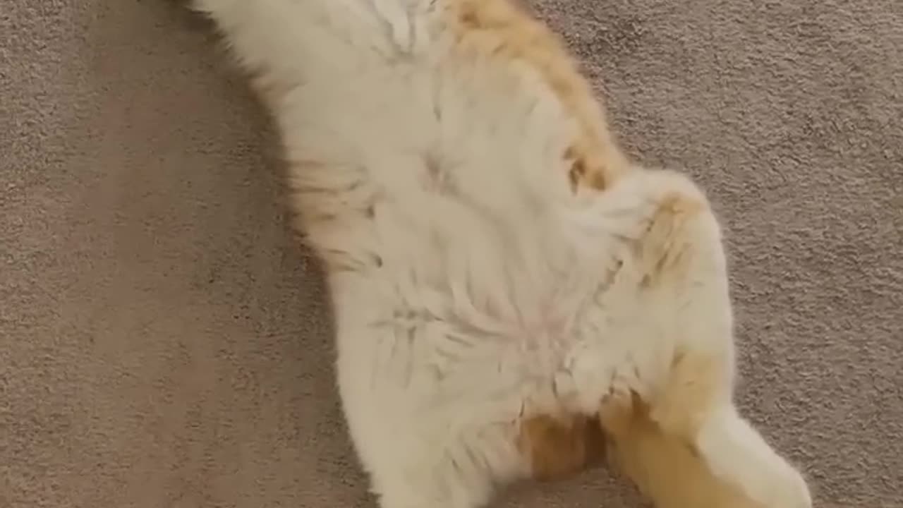 Cat video