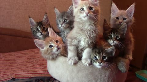 A Bouquet of Kittens