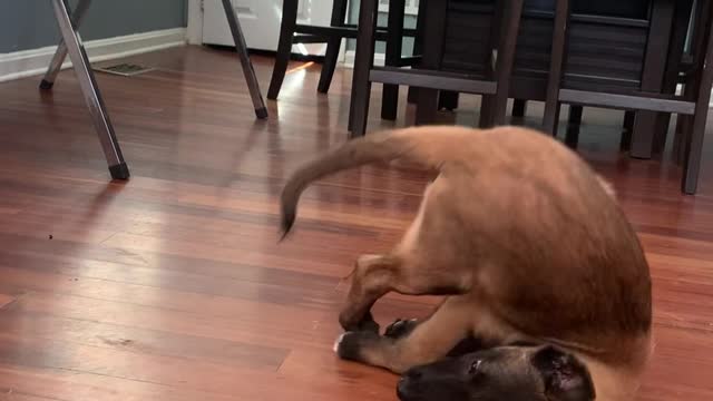 Puppy Tumbles While He Plays