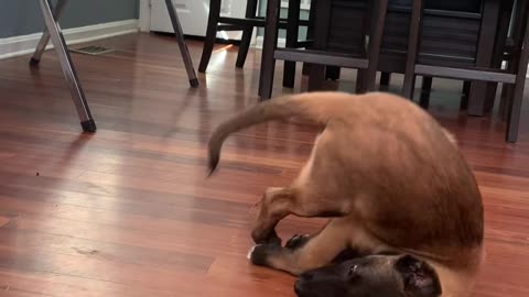 Puppy Tumbles While He Plays