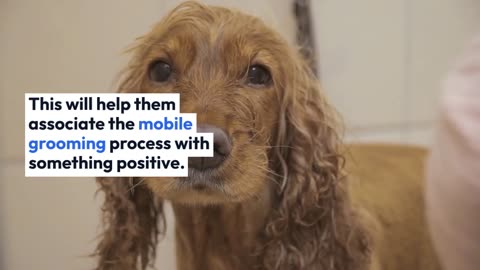 How to keep your pet calm during the mobile grooming process