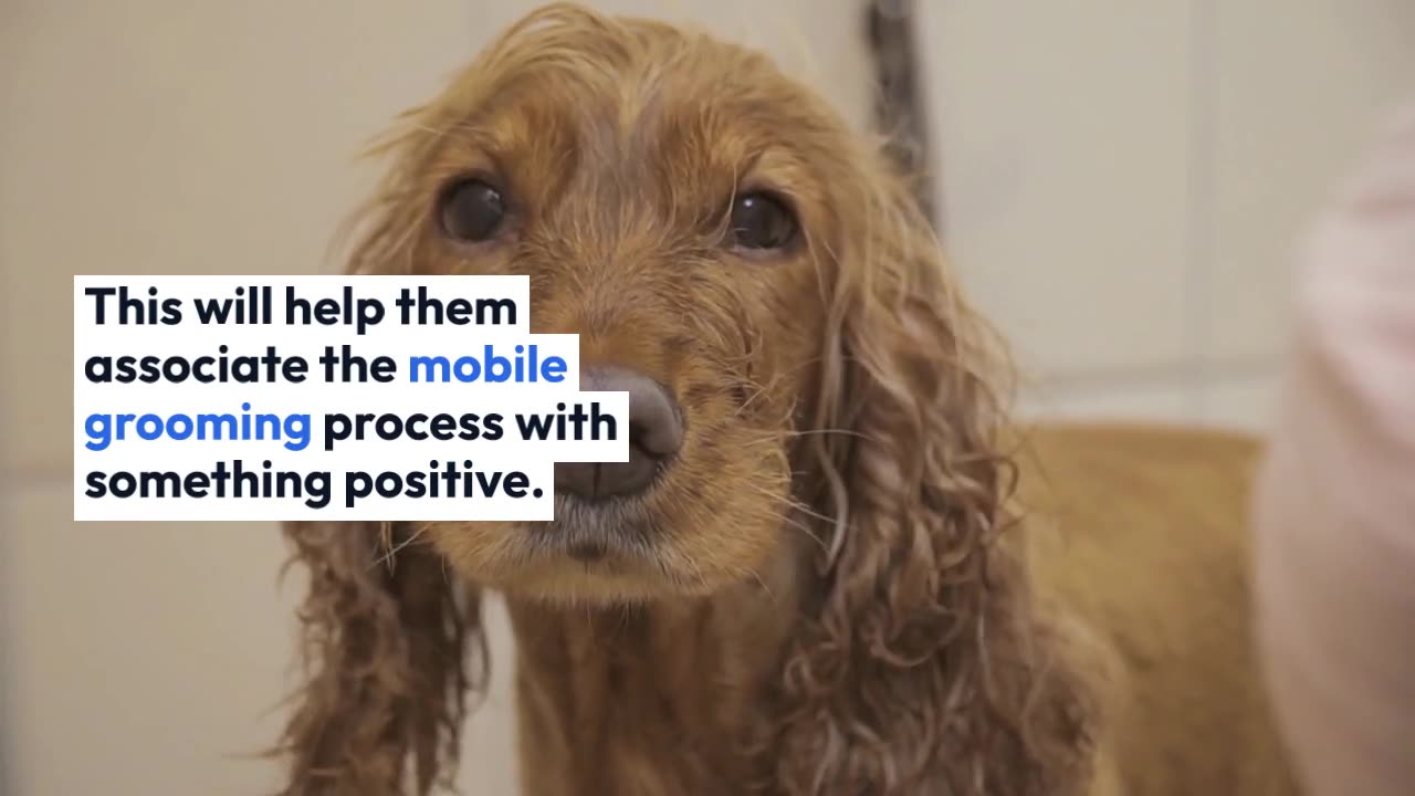 How to keep your pet calm during the mobile grooming process
