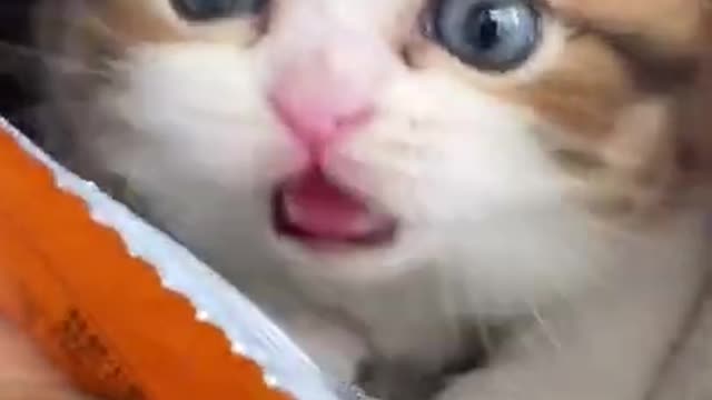 Funny cute baby cat viral video