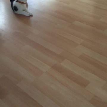 Cat got a new mouse toy