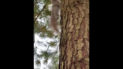 Wild squirrel on action!