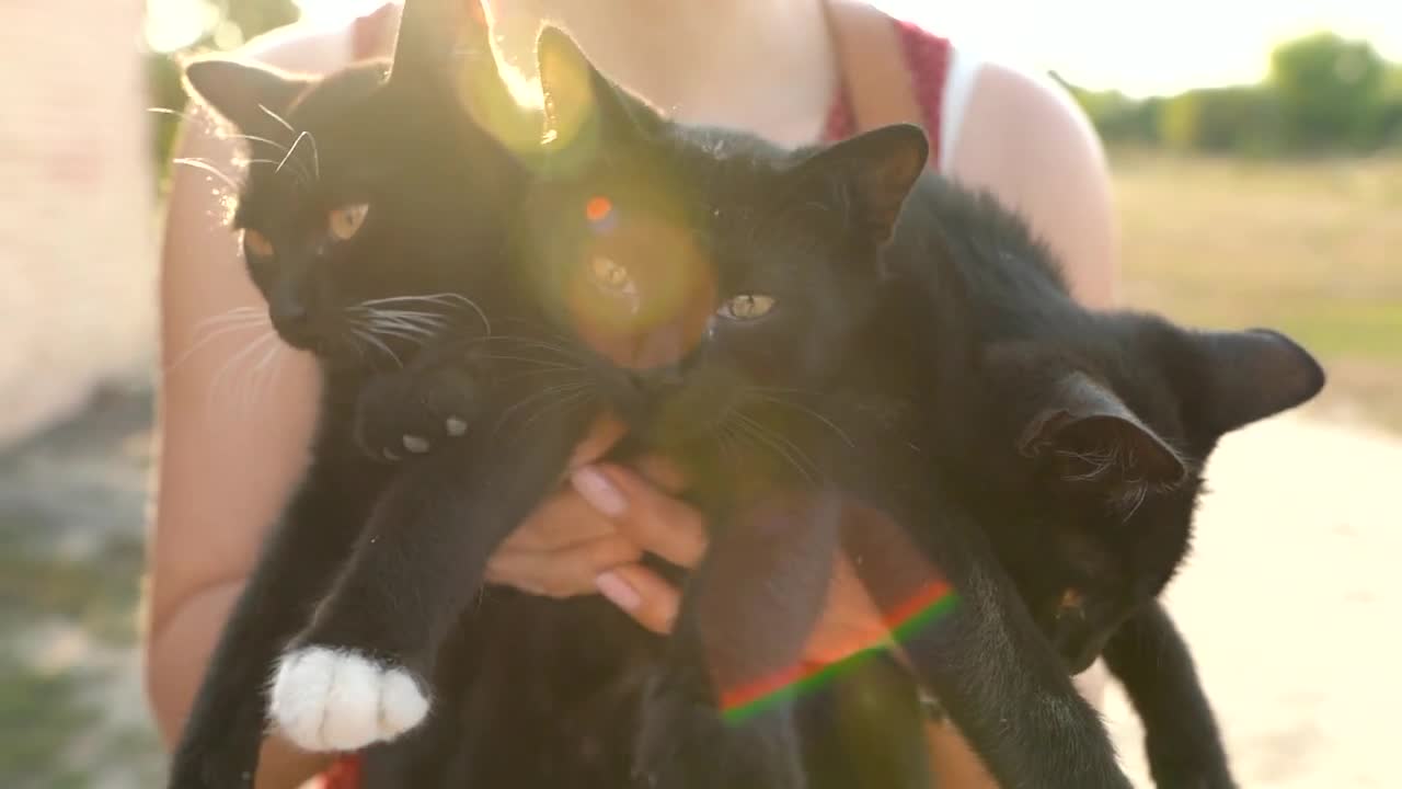 Woman holds three black kittens in her arms. Concept of animal care and home search