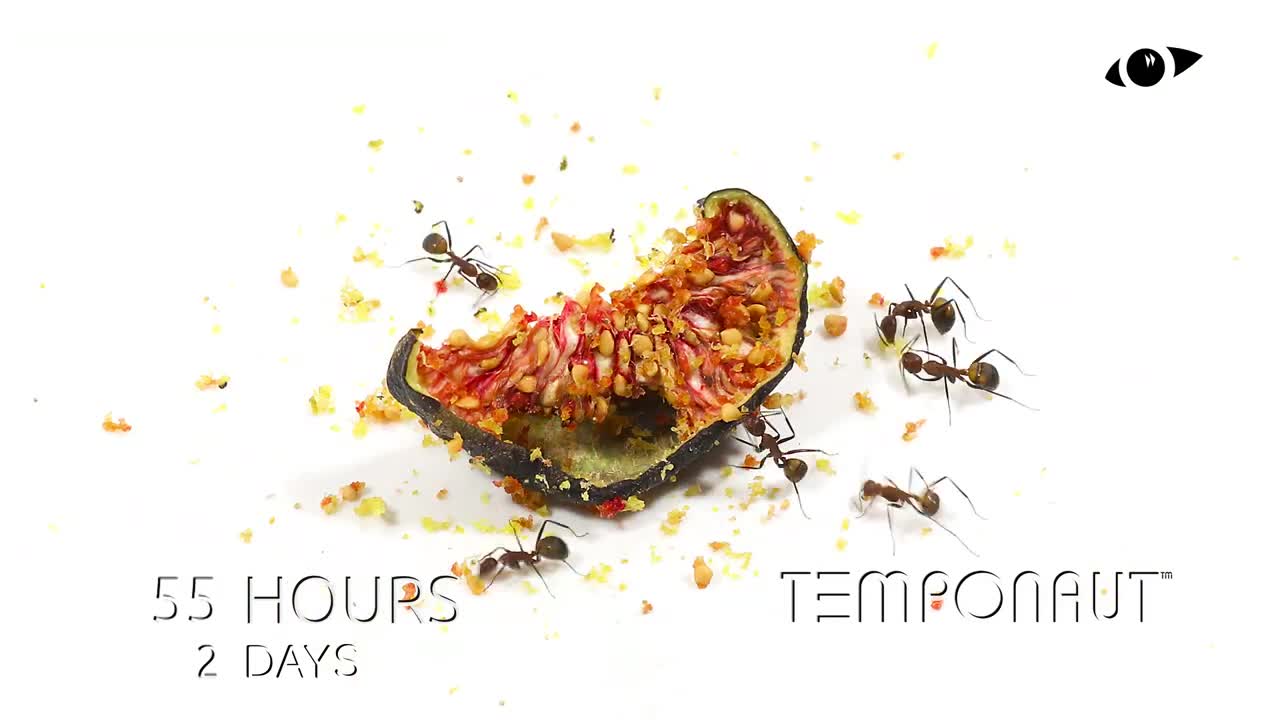 Ants vs Fig Time Lapse