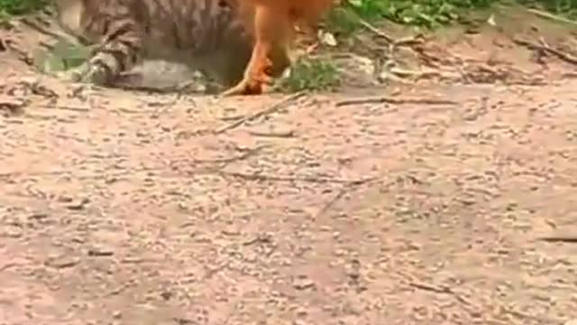 Cat finding out why us country boys don’t mess with a rooster lil