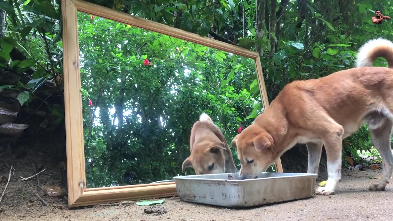 Dog prank on mirror